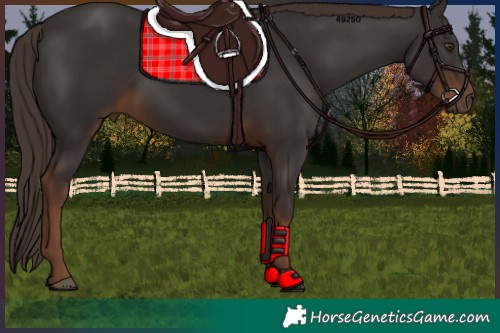 Horse Color:Liver Chestnut 
