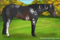 Horse Color:White Spotted Brown 