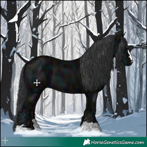 Horse Color:Midnight Black