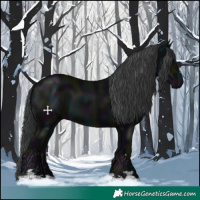 Horse Color:Midnight Black 