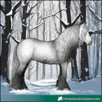 Horse Color:Gray Midnight Black