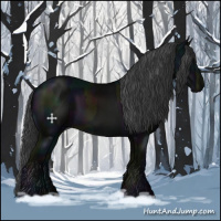 Horse Color:Midnight Black 