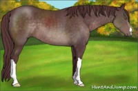 Horse Color:Platinum Chocolate Brown