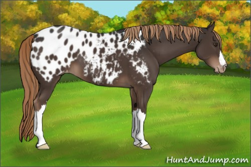 Horse Color:Liver Chestnut Appaloosa 