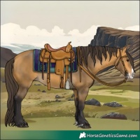 Horse Color:Buckskin Splash 