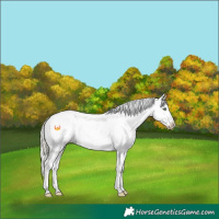 Horse Color:Gold Cream Champagne Appaloosa 