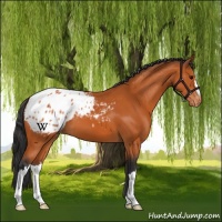 Horse Color:Bay Appaloosa 