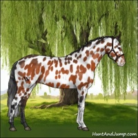 Horse Color:Brown Near Leopard 