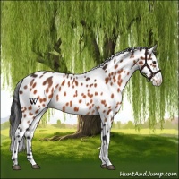 Horse Color:Brown Appaloosa 