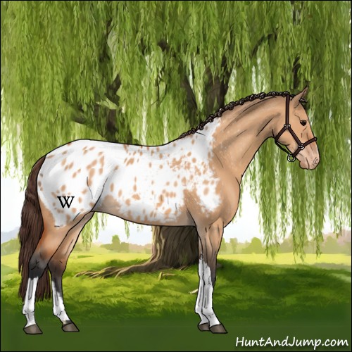 Horse Color:Bay Dun Appaloosa 
