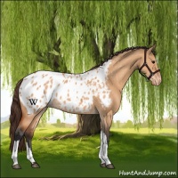 Horse Color:Bay Dun Appaloosa