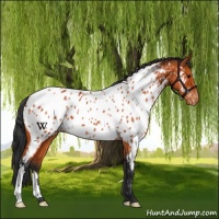 Horse Color:Bay Appaloosa 