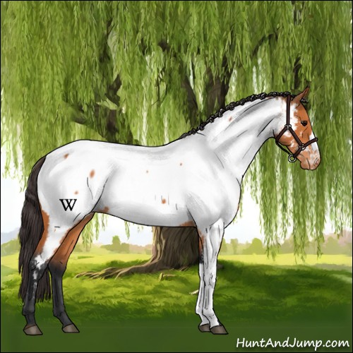 Horse Color:Bay Appaloosa 