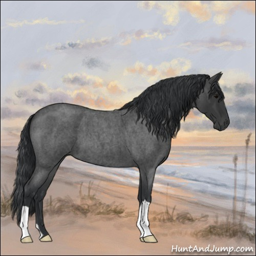 Horse Color:Blue Roan 