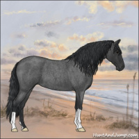 Horse Color:Blue Roan 