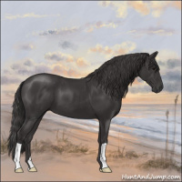 Horse Color:Smoky Black 