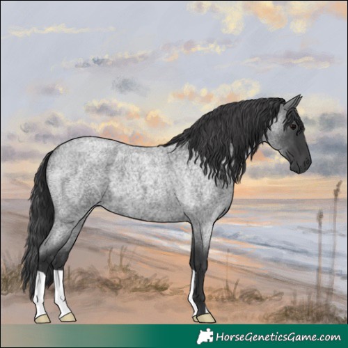 Horse Color:Blue Roan 