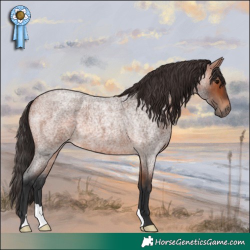 Horse Color:Bay Roan 
