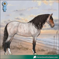 Horse Color:Bay Roan 
