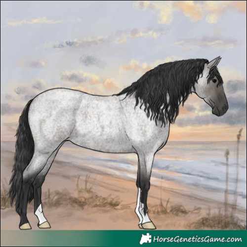Horse Color:Grullo Roan 