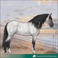 Horse Color:Grullo Roan 