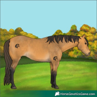 Horse Color:Buckskin 