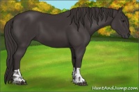 Horse Color:Smoky Black  and Smoky Black 