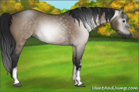 Horse Color:Gray White Spotted Brown Dun 