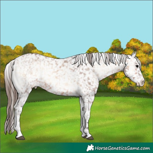 Horse Color:Bay Onyx Snowflake Varnish 