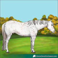 Horse Color:Bay Onyx Snowflake Varnish 