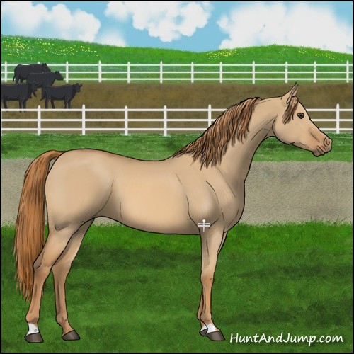 Horse Color:Red Dun 