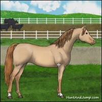Horse Color:Red Dun 