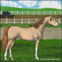 Horse Color:Red Dun 