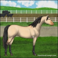 Horse Color:Bay Dun 