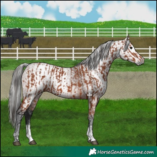 Horse Color:Bay Sabino Rabicano and Gray Bay Sabino Rabicano