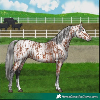 Horse Color:Bay Sabino Rabicano  and Gray Bay Sabino Rabicano 