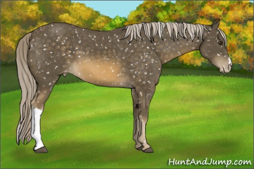 Horse Color:Chocolate Palomino Mushroom Appaloosa