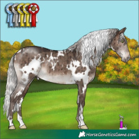 Horse Color:White Spotted Silver Brown Dun Mushroom Brindle 