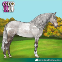 Horse Color:White Spotted Silver Brown Dun Mushroom Brindle 
