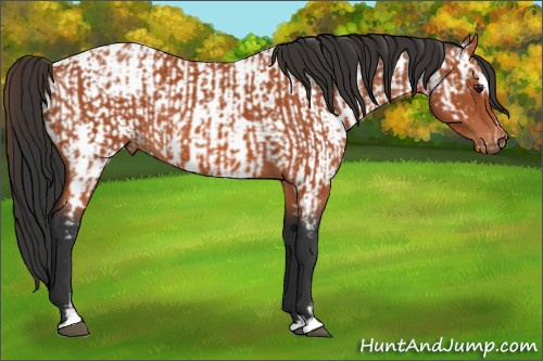 Horse Color:Brown Sabino Rabicano and Brown Sabino Appaloosa Rabicano