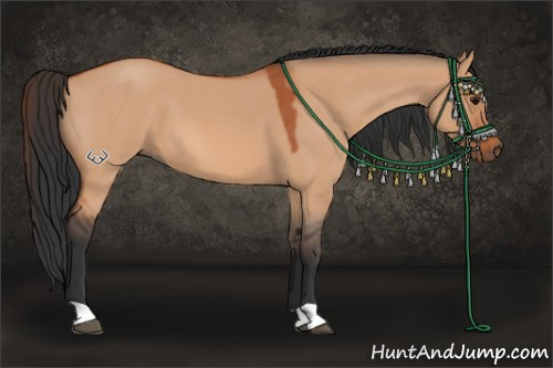 Horse Color:Bay Roan Dun 
