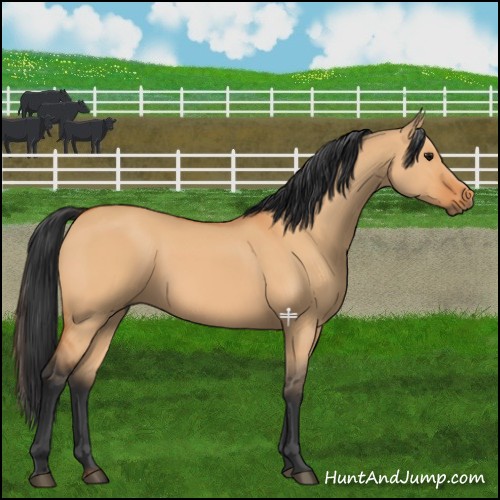 Horse Color:Bay Dun 