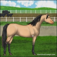 Horse Color:Bay Dun 