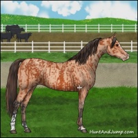 Horse Color:Bay Sabino Rabicano  and Amber Champagne Sabino Rabicano 