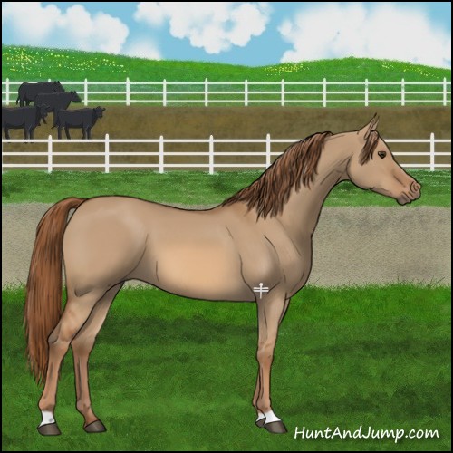 Horse Color:Red Dun
