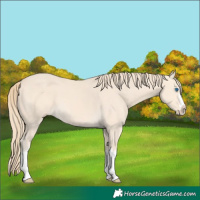 Horse Color:Perlino Splash  and Perlino Splash 