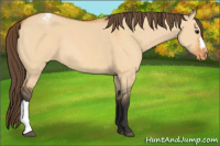 Horse Color:Bay Dun Appaloosa 