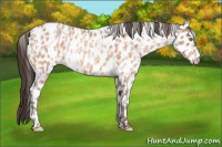 Horse Color:Amber Champagne Roan Appaloosa  and Amber Champagne Roan Appaloosa 