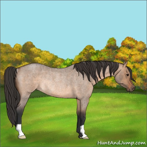 Horse Color:Brown Roan Dun Rabicano 