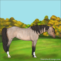 Horse Color:Brown Roan Dun Rabicano 